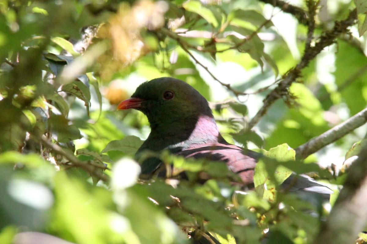 New Zealand Pigeon (Hemiphaga novaeseelandiae), Routeburn Track, Southland, New Zealand, 2014-03-04 New Zealand Pigeon (Hemiphaga novaeseelandiae)